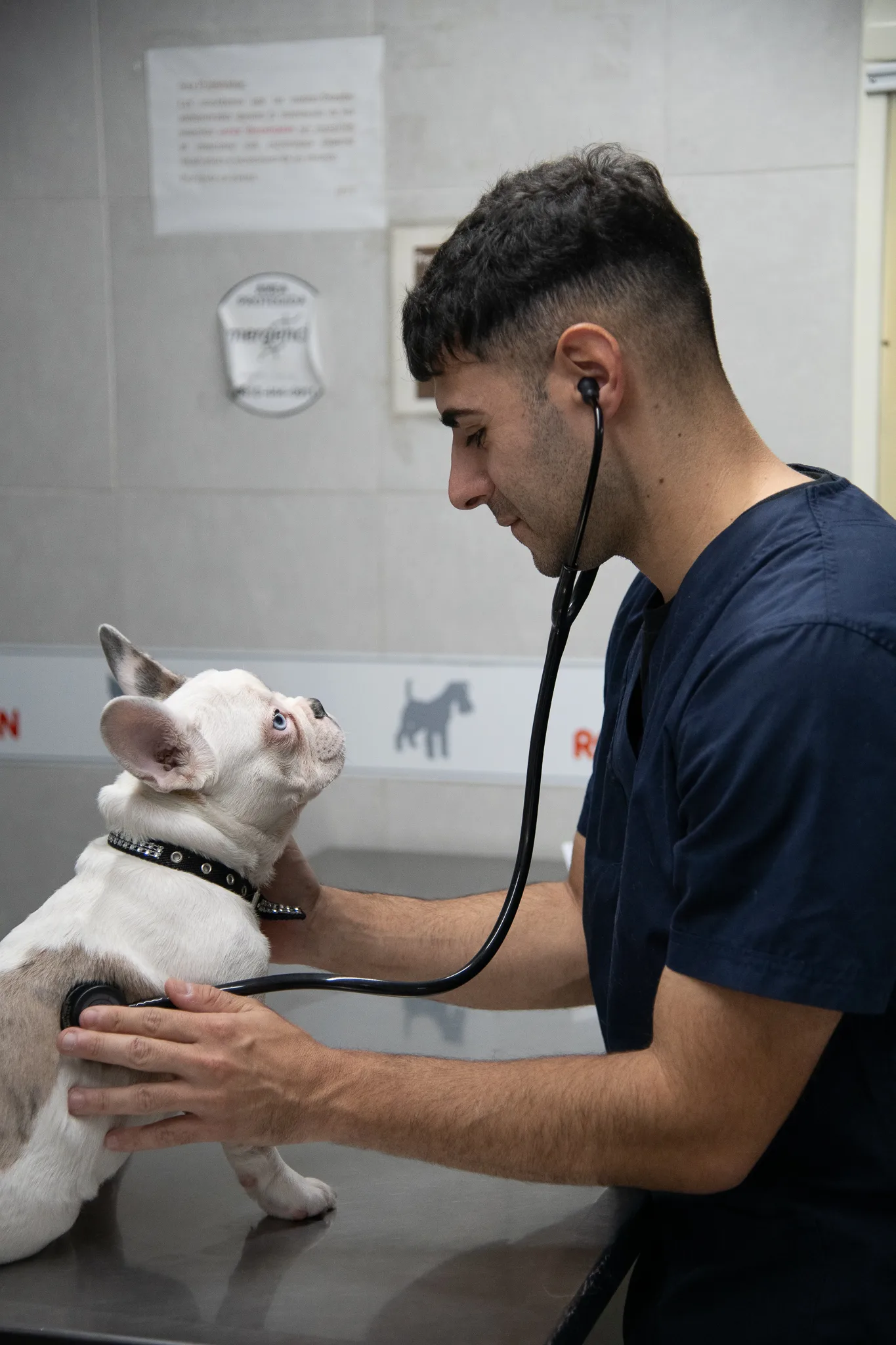Equipo Hospital Veterinario Colón