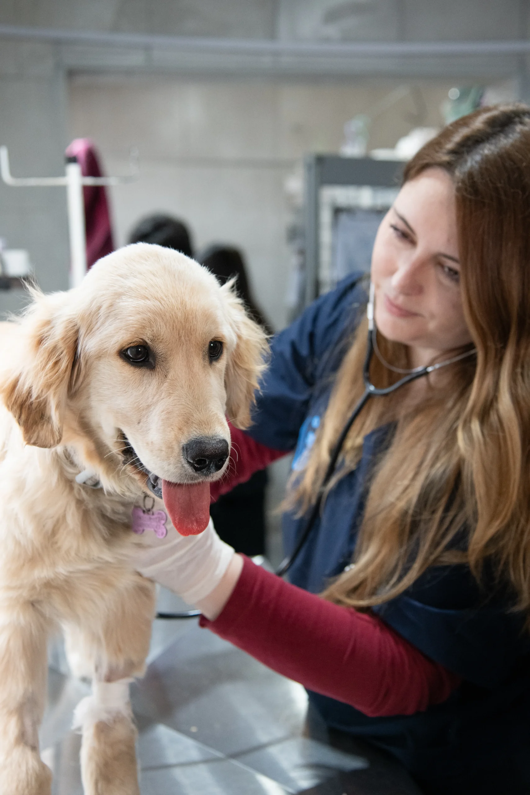 Equipo Hospital Veterinario Colón
