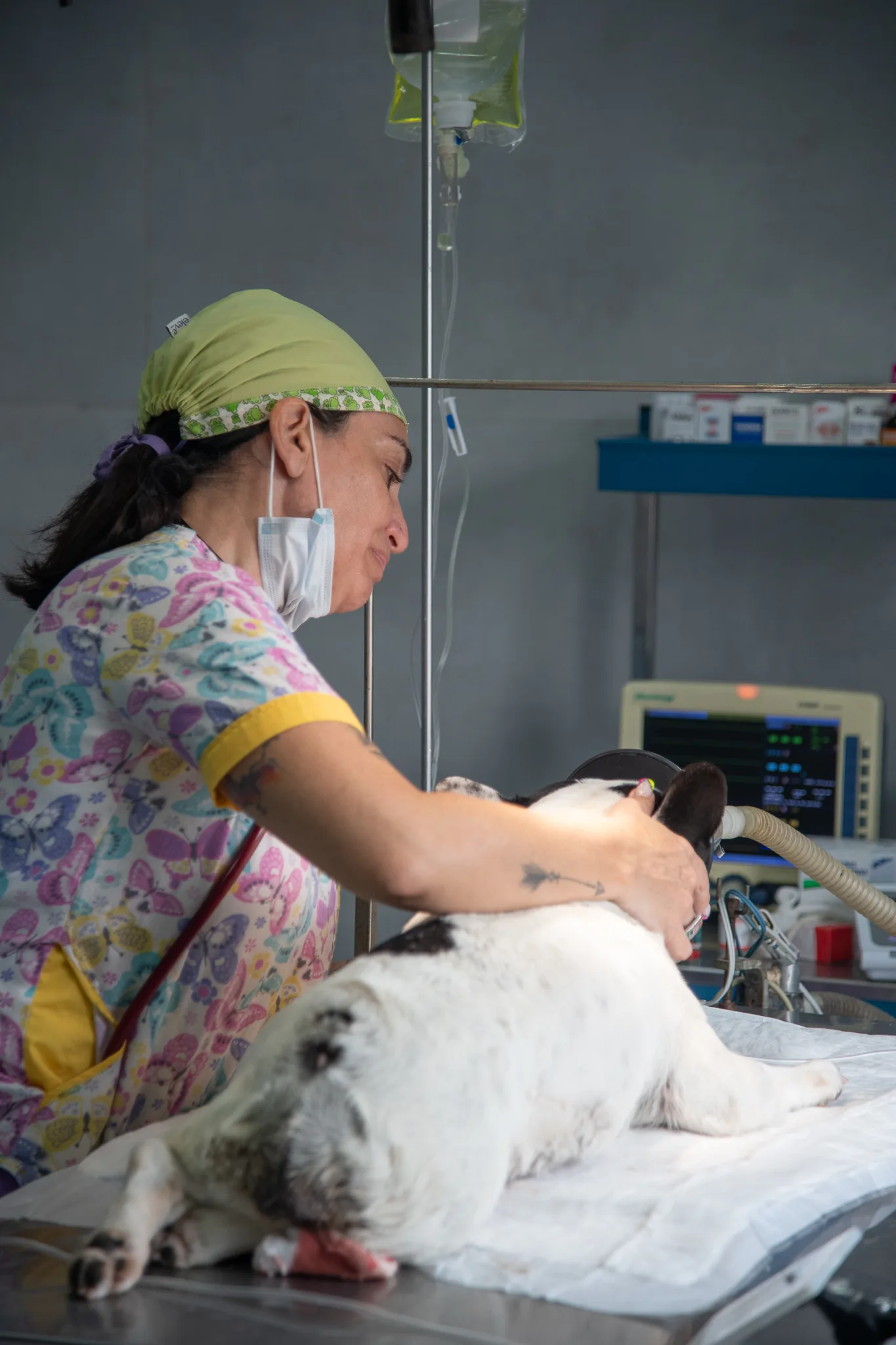 Hospital Veterinario Colón