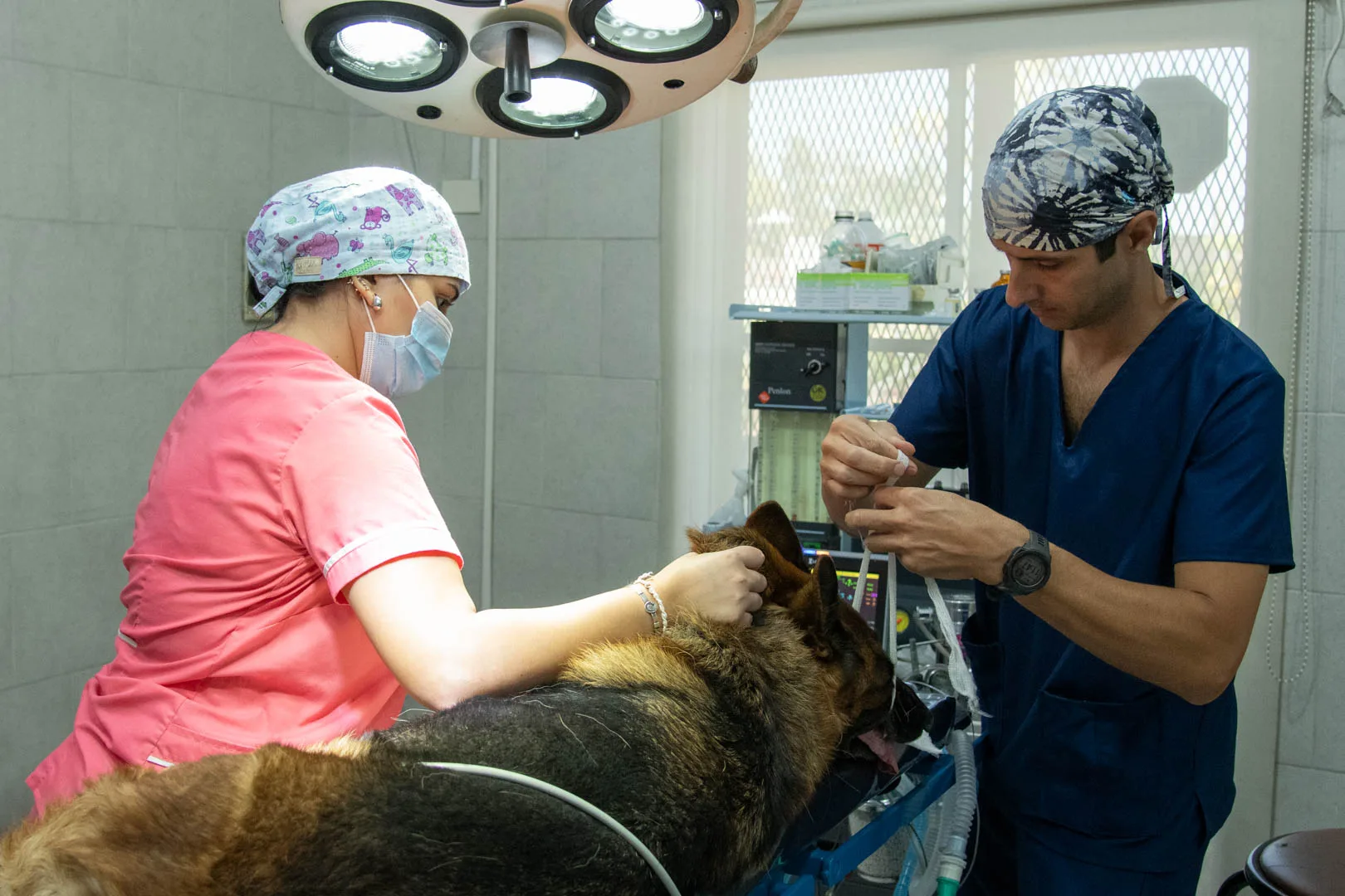 Hospital Veterinario Colón
