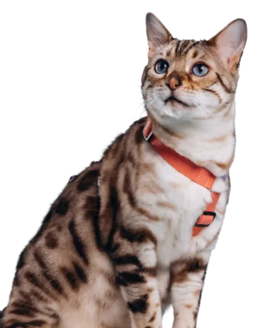 image AQQBN3R.png