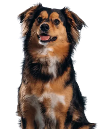 image JKPLGUC 1.png